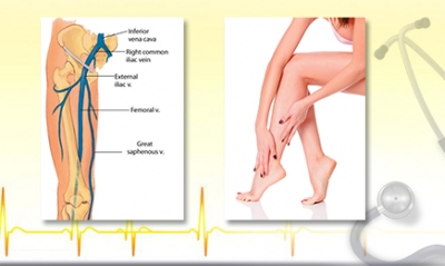 Giải phẫu học tĩnh mạch chi dưới