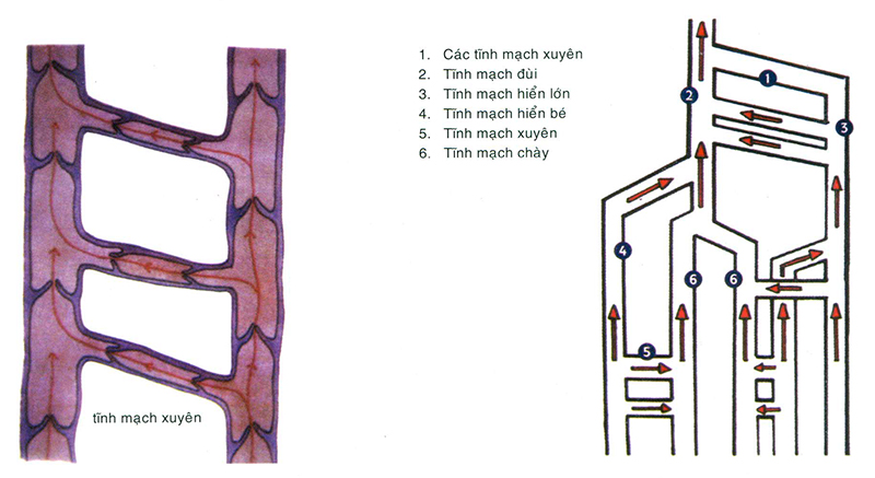 suy tinh mach minhanh 11