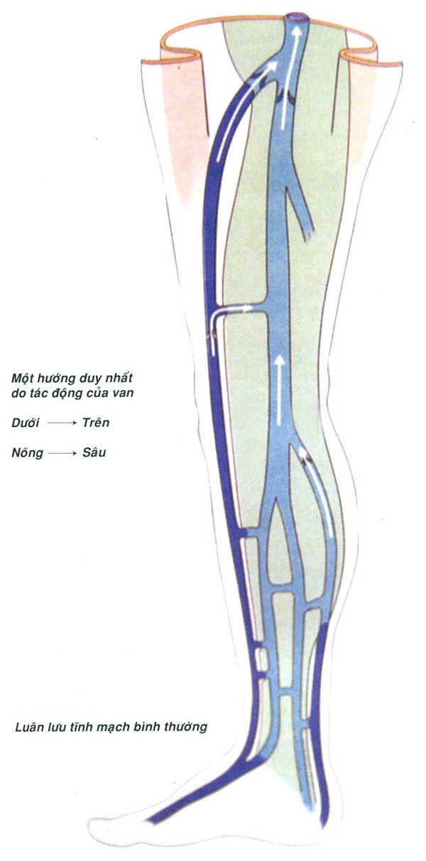 suy tinh mach minhanh 13